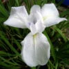 Weiße Sumpfschwertlilie / Iris Laevigata Snowdrift - ´Alba´ Im 9x9 Cm Topf -Wfw Wasserflora 1141AA 1 1