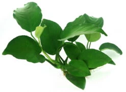 Wurzel+Saugnapf Mit Breitblättrigem Speerblatt / Anubias Barteri Auf Wurzel+Sauger -Wfw Wasserflora 114DE 1 6