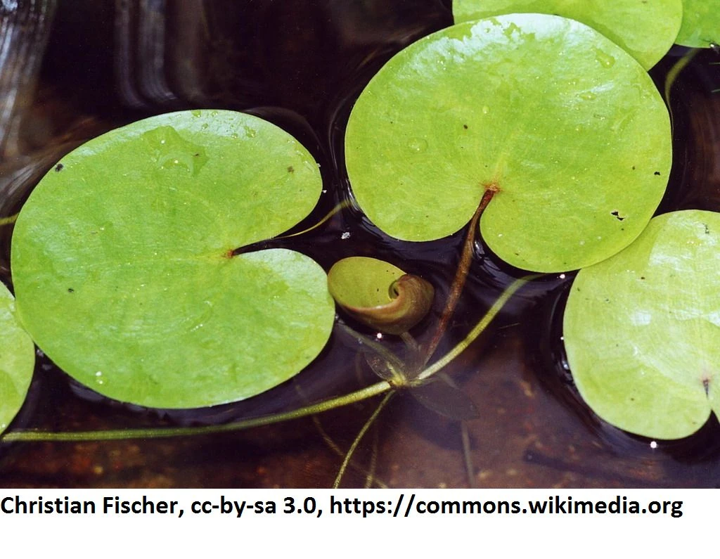 Europäischer Froschbiss / Hydrocharis morsus-ranae Europäischer Froschbiss / Hydrocharis Morsus-ranae -Wfw Wasserflora 1168AA 1 1