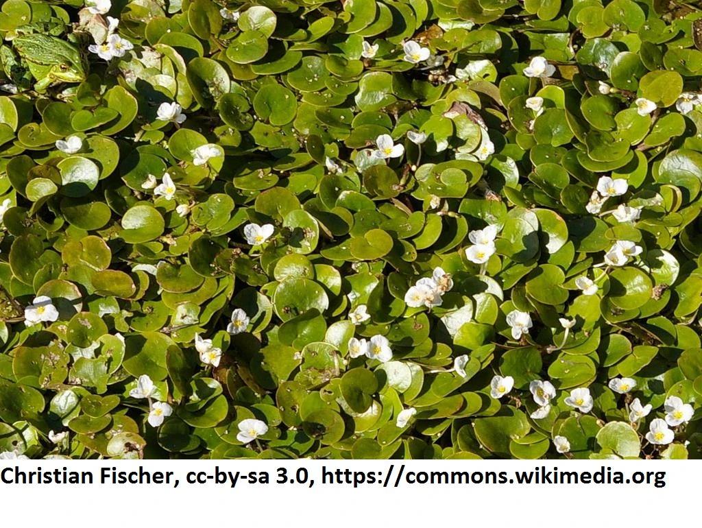 Europäischer Froschbiss / Hydrocharis morsus-ranae Europäischer Froschbiss / Hydrocharis Morsus-ranae -Wfw Wasserflora 1168AA 1 2