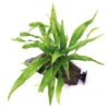 Wurzel+Saugnapf Mit Javafarn / Microsorum Pteropus Auf Wurzel+Sauger -Wfw Wasserflora 116DE 1 2