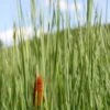 Schlanker-Rohrkolben / Typha Laxmannii Im 9x9 Cm Topf -Wfw Wasserflora 1190Wo 1 2