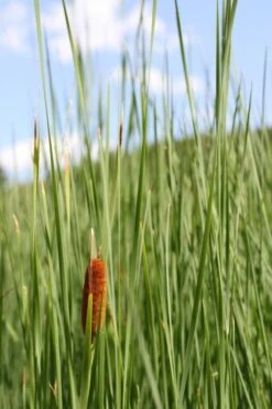 Schlanker-Rohrkolben / Typha Laxmannii Im 9x9 Cm Topf