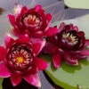 Weinrote Seerose / Nymphaea "Black Princess" *Rarität* 1 Weinrote Seerose / Nymphaea "Black Princess" *Rarität* -Wfw Wasserflora 1197wf 1