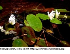Afrikanische Wasserähre / Aponogeton Distachyos Im 9x9 Cm Topf -Wfw Wasserflora 1225AA 1 4