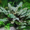 XL In-Vitro Brauner Wasserkelch / Cryptocoryne Wendtii Brown -Wfw Wasserflora 122DZ 1 2