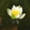 Weiße Zwerg-Seerose / Nymphaea Pygmaea Alba (tetragona) Miniseerose Im 9x9 Cm Topf -Wfw Wasserflora 1231AA 1 1