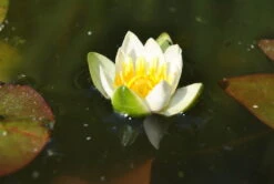 Weiße Zwerg-Seerose / Nymphaea Pygmaea Alba (tetragona) Miniseerose Im 9x9 Cm Topf