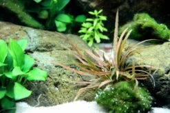 Weißblühender Wasserkelch / Cryptocoryne Albida 'Brown' -Wfw Wasserflora 126B T 1 6
