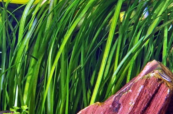 Marmorierte Wasserschraube / Vallisneria spiralis 'Tiger' Marmorierte Wasserschraube / Vallisneria Spiralis 'Tiger' -Wfw Wasserflora 132BL 1 1