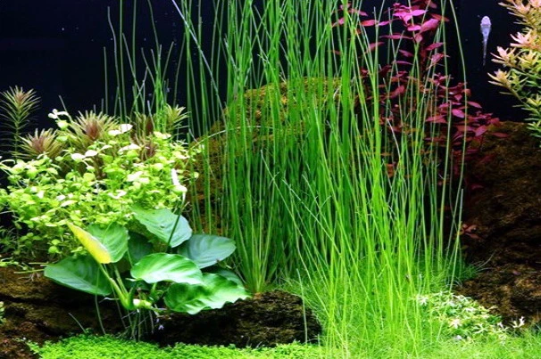 Riesen-Nadelsimse / Eleocharis montevidensis, Eleocharis sp. "Xingu" Riesen-Nadelsimse / Eleocharis Montevidensis, Eleocharis Sp. "Xingu" -Wfw Wasserflora 132D T 1 2