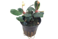 NEUHEIT Bucephalandra Sp. 'Red' Im Topf ***RARITÄT*** 4 NEUHEIT Bucephalandra Sp. 'Red' Im Topf ***RARITÄT*** -Wfw Wasserflora 139A T 1 6