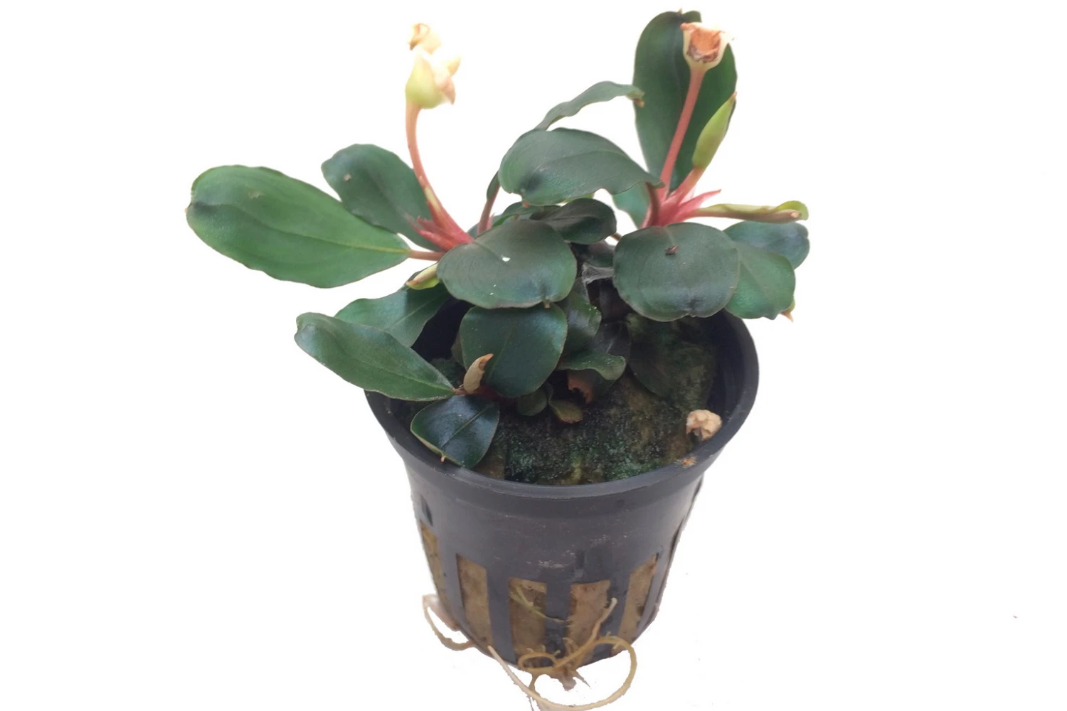 NEUHEIT Bucephalandra sp. 'Red' im Topf ***RARITÄT*** NEUHEIT Bucephalandra Sp. 'Red' Im Topf ***RARITÄT*** -Wfw Wasserflora 139A T 1 6