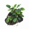 Bucephalandra 'Wavy Green' Auf Lavastein -Wfw Wasserflora 139YLS T 1 1