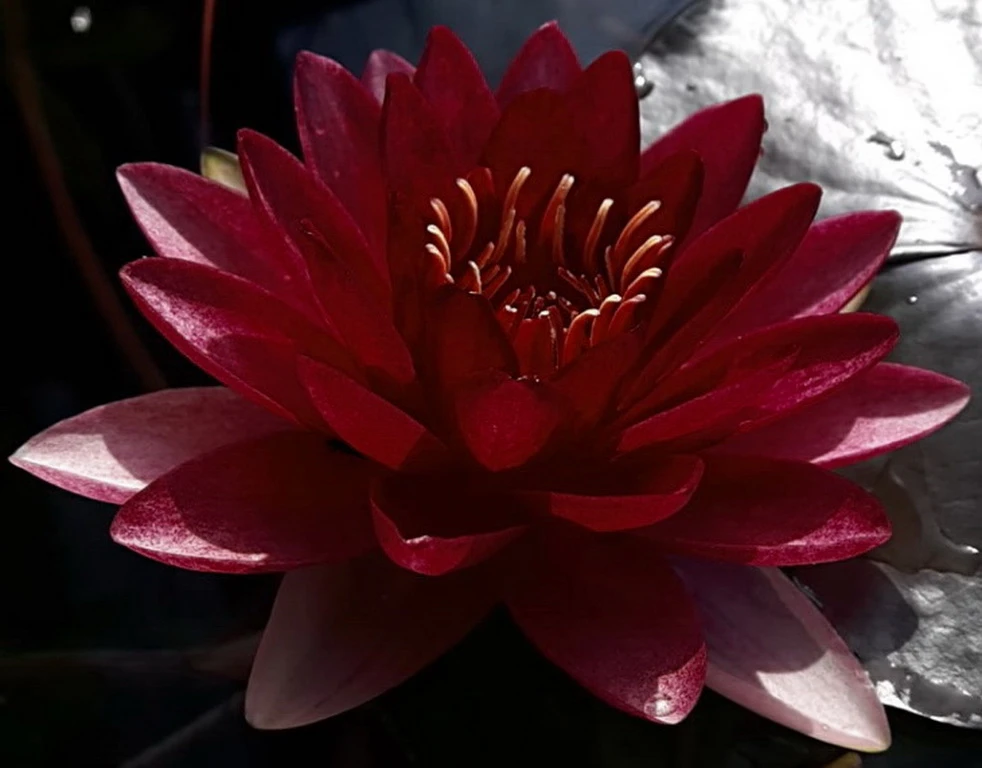 Dunkel kirschrote Seerose / Nymphaea "Perry's Almost Black" *TOP-Rarität* Dunkel Kirschrote Seerose / Nymphaea "Perry's Almost Black" *TOP-Rarität* -Wfw Wasserflora 1449wf 1 1