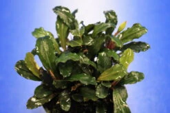 Rote Mini Bucephalandra Sp. 'Lamandau Mini Red' ***RARITÄT*** -Wfw Wasserflora 1517BL 1 2