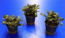 Rote Mini Bucephalandra Sp. 'Lamandau Mini Red' ***RARITÄT*** -Wfw Wasserflora 1517BL 1 4