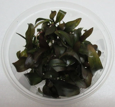 XL In-Vitro "Hot Pepper" Schwertpflanze / Echinodorus "Hot Pepper" XL In-Vitro "Hot Pepper" Schwertpflanze / Echinodorus "Hot Pepper" -Wfw Wasserflora 154 DZ 1