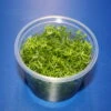 In-Vitro Nanjenshan-Rotala / Rotala Sp. 'Nanjenshan' -Wfw Wasserflora 1610DZ 1 1
