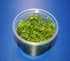 In-Vitro Nanjenshan-Rotala / Rotala Sp. 'Nanjenshan'