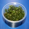 In-Vitro Rotala Sp. "Vietnam" -Wfw Wasserflora 1620DZ 1 1