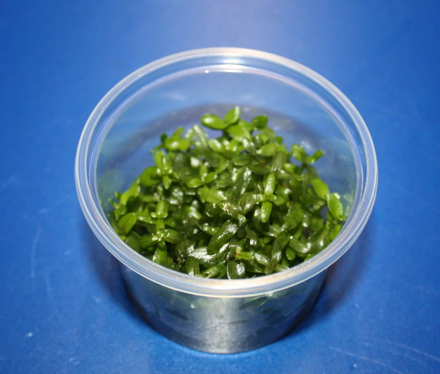 In-Vitro Grossblättriges Fettblatt / Bacopa caroliniana In-Vitro Grossblättriges Fettblatt / Bacopa Caroliniana -Wfw Wasserflora 1650DZ 1 1