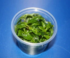 In-Vitro Staurogyne Spec. 'Porto Velho'