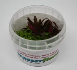 In-Vitro Duo-Becher Mini-Papageienblatt & Monte-Carlo Zwergperlkraut -Wfw Wasserflora 1690DZ 1 4