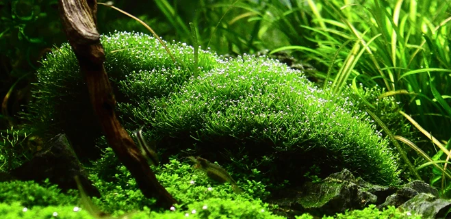 Lavastein mit Teichlebermoos / Riccia fluitans auf Lavastein Lavastein Mit Teichlebermoos / Riccia Fluitans Auf Lavastein -Wfw Wasserflora 1YLS T 1 2