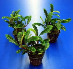 Bucephalandra Sp. 'Green Velvet' Im Topf ***RARITÄT*** 3 Bucephalandra Sp. 'Green Velvet' Im Topf ***RARITÄT*** -Wfw Wasserflora 2020257AD 1 4