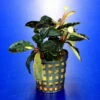Bucephalandra 'Theia Green Blue' Im Topf ***RARITÄT*** -Wfw Wasserflora 2020259AD 1 2