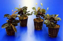 Bucephalandra 'Theia Green Blue' Im Topf ***RARITÄT*** -Wfw Wasserflora 2020259AD 1 6