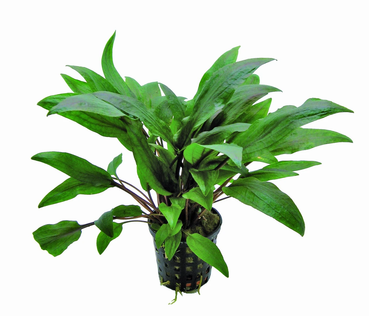 Kasselmanns Wasserkelch / Cryptocoryne undulata Kasselmann Kasselmanns Wasserkelch / Cryptocoryne Undulata Kasselmann -Wfw Wasserflora 2020422AD 1 1