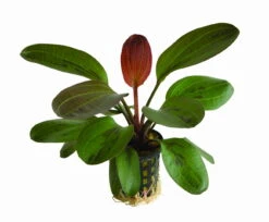 Rote Perle Schwertpflanze / Echinodorus "hadi Red Pearl"