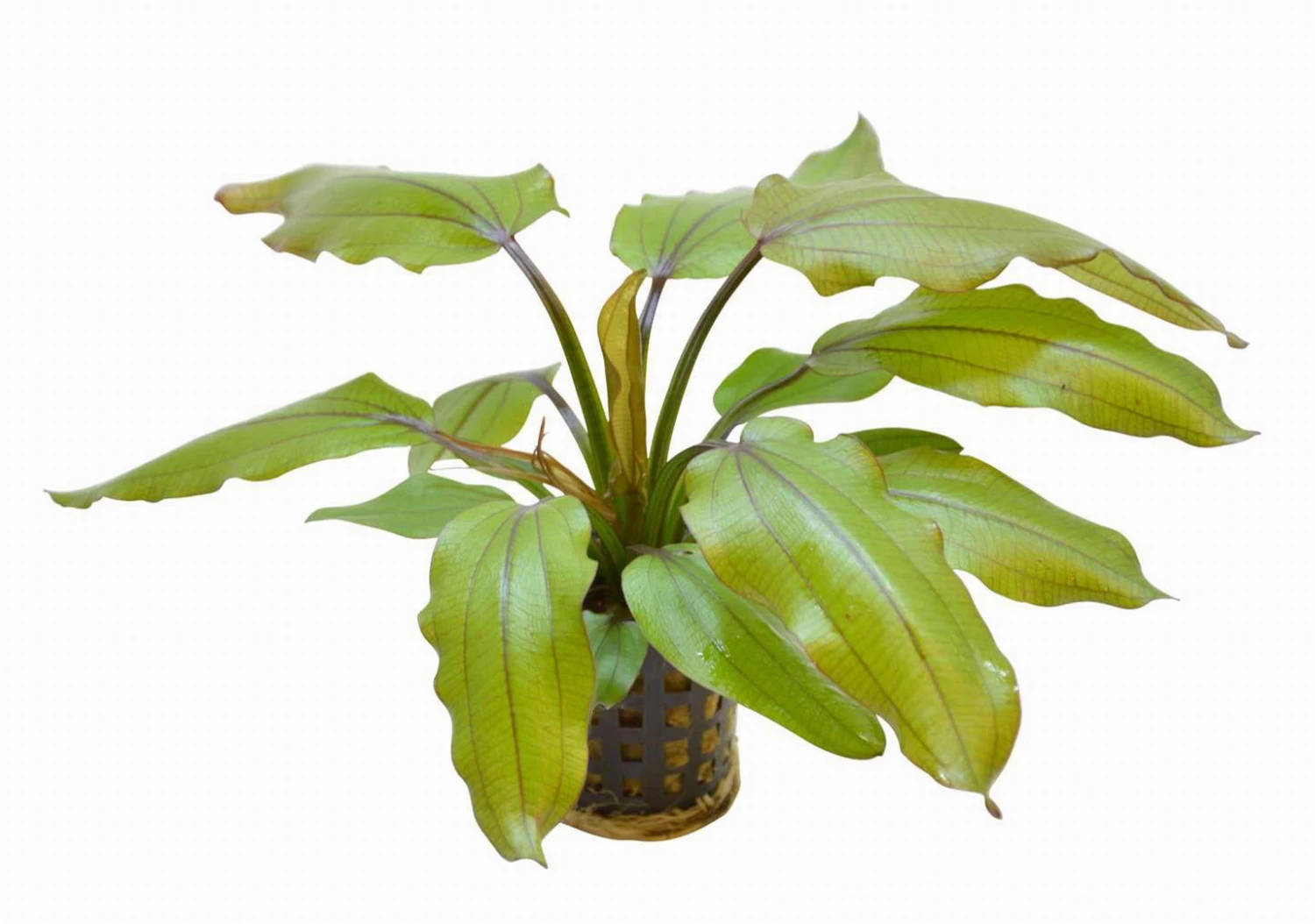 RED WILDGRAS Schwertpflanze / Echinodorus "Red Wild Gras" RED WILDGRAS Schwertpflanze / Echinodorus "Red Wild Gras" -Wfw Wasserflora 2020593AD 1 1