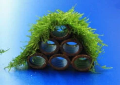 Garnelen Turm Mit Javamoos / Vesicularia Dubyana Bewachsen, Moos -Wfw Wasserflora 2022345AD 1 4