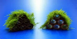 Garnelen Turm Mit Javamoos / Vesicularia Dubyana Bewachsen, Moos -Wfw Wasserflora 2022345AD 1 6