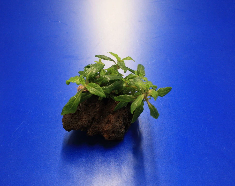 Lavastein mit Staurogyne spec. 'Bihar' Lavastein Mit Staurogyne Spec. 'Bihar' -Wfw Wasserflora 204wf 1 1