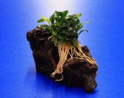 Pangolin-Speerblatt Auf Eisenholz / Anubias Barteri Var. Nana 'Pangolino' Auf Mopani-Wurzel -Wfw Wasserflora 207wf 1 2