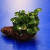 Kleiner Lavastein Mit Kleinstes Zwergspeerblatt / Anubias 'Petite' Oder 'Bonsai' Auf Lavastein 1 Kleiner Lavastein Mit Kleinstes Zwergspeerblatt / Anubias 'Petite' Oder 'Bonsai' Auf Lavastein -Wfw Wasserflora 208wf 1 1