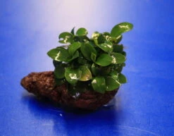 Kleiner Lavastein Mit Kleinstes Zwergspeerblatt / Anubias 'Petite' Oder 'Bonsai' Auf Lavastein