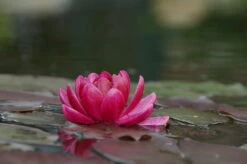 Rote Seerose / Nymphaea 'James Brydon' Im 11x11 Cm Topf - Seerose Des Jahres 2016!