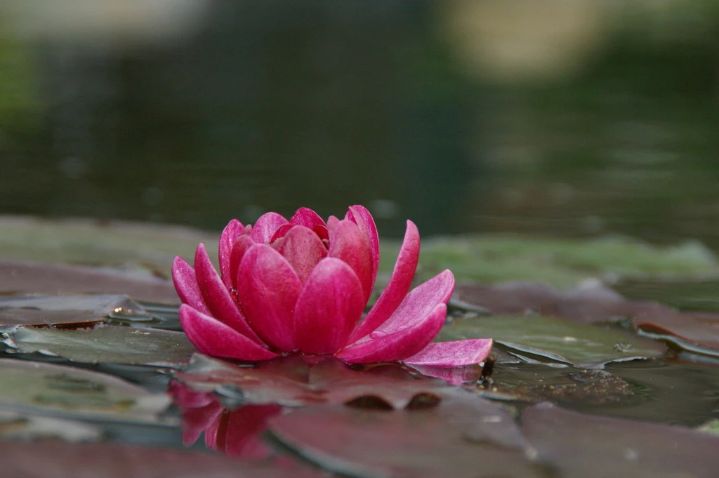 Rote Seerose / Nymphaea 'James Brydon' im 11x11 cm Topf - Seerose des Jahres 2016! Rote Seerose / Nymphaea 'James Brydon' Im 11x11 Cm Topf - Seerose Des Jahres 2016! -Wfw Wasserflora 2090Wo 1 1