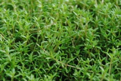 Nadelkraut,weiß / Crassula Recurva Im 9x9 Cm Topf