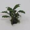 Bucephalandra Spec. Auf Nussschale -Wfw Wasserflora 211wf 1 1