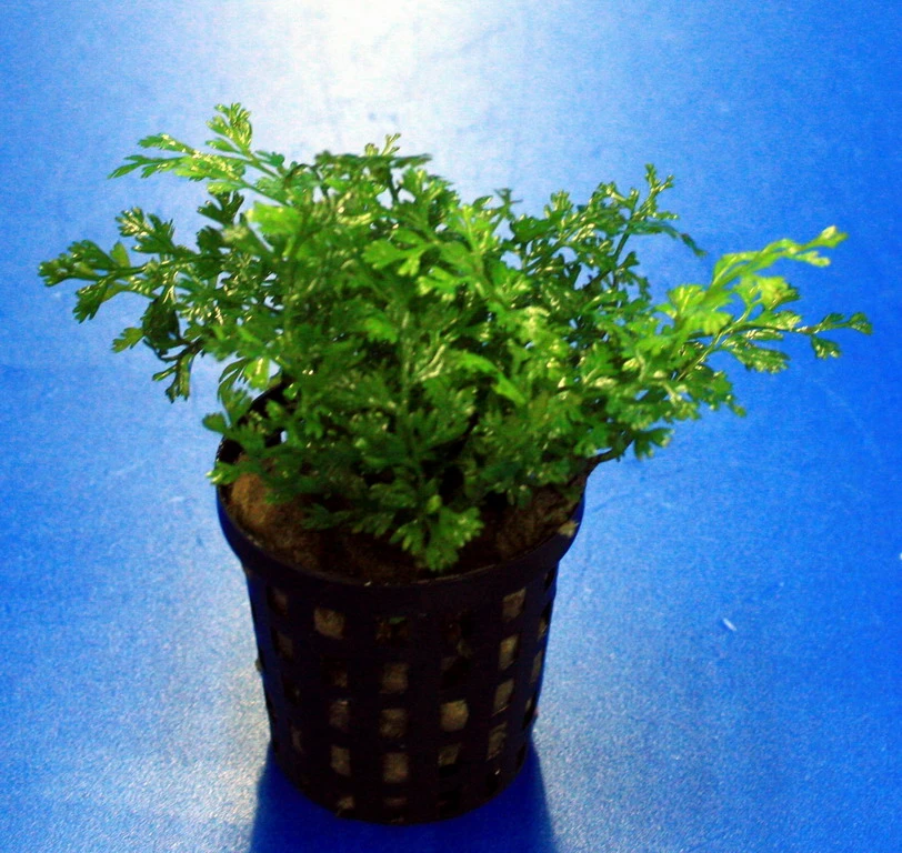 Mini-Bolbitis, Mini-Wasserfarn / Bolbitis (heteroclita) difformis Mini-Bolbitis, Mini-Wasserfarn / Bolbitis (heteroclita) Difformis -Wfw Wasserflora 220910AN 1 1