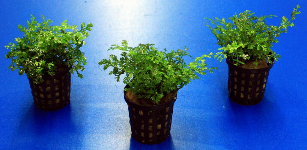 Mini-Bolbitis, Mini-Wasserfarn / Bolbitis (heteroclita) difformis Mini-Bolbitis, Mini-Wasserfarn / Bolbitis (heteroclita) Difformis -Wfw Wasserflora 220910AN 1 2