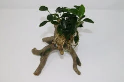 Kriechende Anubias Stelzwurzel - Mit Anubias Nana 'paxing' -Wfw Wasserflora 220wf 1 2