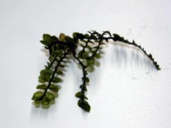 Titelseite -Wfw Wasserflora 23501pl 1 2