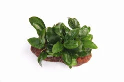 Lavastein Mit Zwergspeerblatt / Anubias Bart. Var. Nana Auf Lavastein -Wfw Wasserflora 289DE 1 3